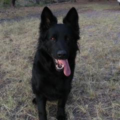 Belgian Tervuren and German Shepherds from Woolly Warriors