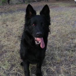 Belgian Tervuren and German Shepherds from Woolly Warriors