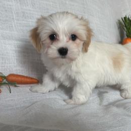 Lenny - Tri-color male Coton de Tulear puppy in Avery Creek, North Carolina from AVLCOTONLOVE