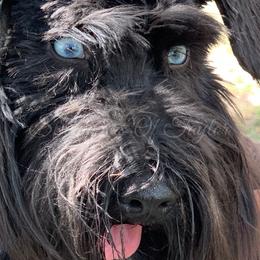 Cash  - Miniature Schnauzer