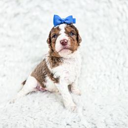 Arwen - Chocolate merle female Bernedoodle puppy in Gaylord, Michigan from Dog Mom Co. Doodles