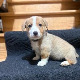 Green - Sable male Pembroke Welsh Corgi puppy in Dobson, North Carolina from Clover S Farm