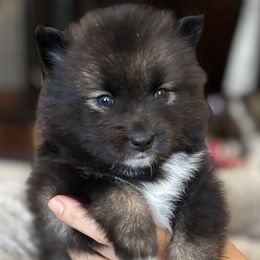 Pomsky Puppies from Bowtique Pomskies