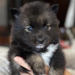 Pomsky Puppies from Bowtique Pomskies