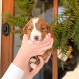 Puppy Pick 5 - Red  female Goldendoodle puppy in Whitesburg, Georgia from Asbury & Co Farms
