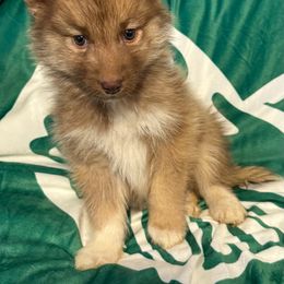 Dobby - Red and white male Siberian Husky puppy in Mechanicsville, Virginia from Shinko Siberians