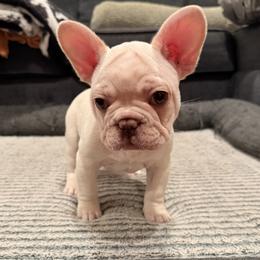 French Bulldog puppies from Royal velvet frenchies