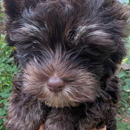 Willow - Chocolate and tan female Yorkshire Terrier puppy in Gaylesville, Alabama from Sweet Alabama Yorkies