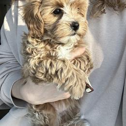 Assorted Doodle Crosses, Bernedoodle, Cavachon, Cavapoochon, Goldendoodle, and Spanish Water Dog Puppies from PitterPatterPuppiesNJ