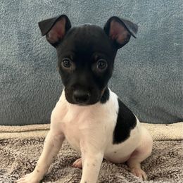 Scarlett - Black white and tan female Rat Terrier puppy in Red Bluff, California from Sugar Baby Bostons
