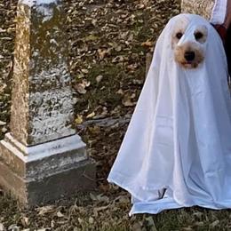 Goldendoodle and Poodle All Grown Up from Ellie & Co. Doodles