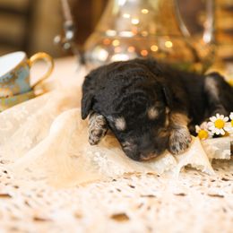 Poodle Puppies from Setting the Standard Poodles