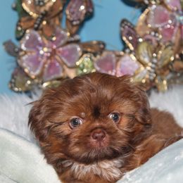 Shih Tzu Puppies from Sugar and spice shih Tzu