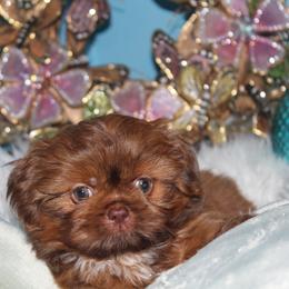 Shih Tzu Puppies from Sugar and spice shih Tzu