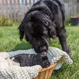 Newfoundland Puppies from Sue Clifton's Newfoundlands