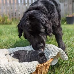 Newfoundland Puppies from Sue Clifton's Newfoundlands