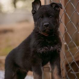 German Shepherd Puppies from FuryHaus German Shepherds