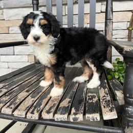 Lily - Tri-color female Bernedoodle puppy in Holtwood, Pennsylvania from Country Ridge Puppies