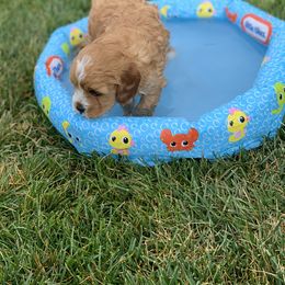 Cavalier King Charles Spaniel and Cavapoo Puppies from KC’s Cavs& Creams