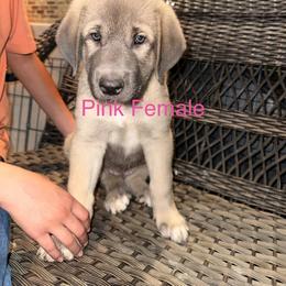 Pink - Gray fawn female Anatolian Shepherd Dog puppy in Kemp, Texas from Lively Acres Anatolians