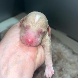 Boy 3 - Cream male Poodle puppy in Calimesa, California from Teakwoodpoodleofsocal