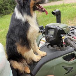 Australian Shepherd Puppies from Smokin K Aussies