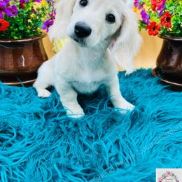 Dachshund Puppies from Dachshund Family Love Breeders