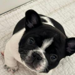 French Bulldog Puppies from M&M frenchies