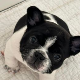 French Bulldog Puppies from M&M frenchies