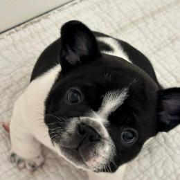 French Bulldog Puppies from M&M frenchies