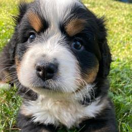 Bernese Mountain Dogs from Patriot’s Bernese Mtn Dogs