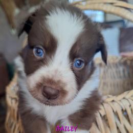 BAILEY-rtf - Red tri-color female Australian Shepherd puppy in Salem, Arkansas from Patchwork Kennels