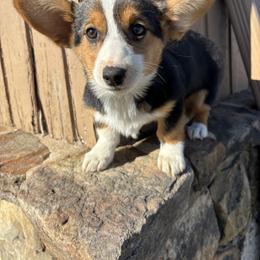 Girl 1 - female Pembroke Welsh Corgi puppy in Great Bend, Kansas from Mak-N-Hay Farms