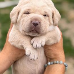 Bubba - Yellow male Dilute Retriever puppy in Baldwin City, Kansas from Hedge Lane Labradors