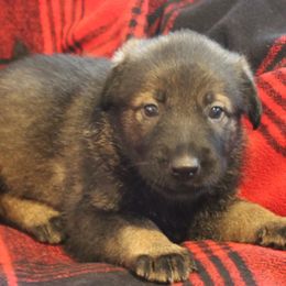 German Shepherd Puppies from Krafthaus German Shepherds