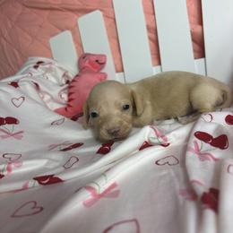 Chloe - Cream female Dachshund puppy in Lake City, Florida from My Ditzy Doxies of Florida