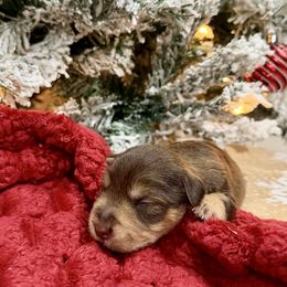 Croix - Liver female Miniature Schnauzer puppy in Huntington, Utah from Schnauzers on Robinson Lane