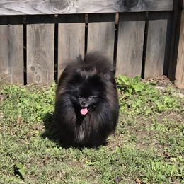 Boo - Pomeranian