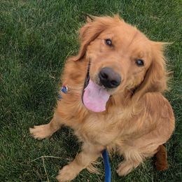 Red - Golden Retriever