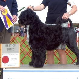Portuguese Water Dogs from Freestyle Portuguese Water Dogs