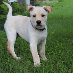 Carolina Dog Puppies from Williams Sweet Carolina