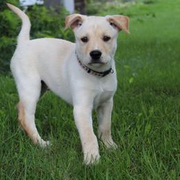 Carolina Dog Puppies from Williams Sweet Carolina
