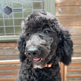 Mistletoe - Black Poodle puppy in Arroyo Grande, California from Ever So Clever Poodles