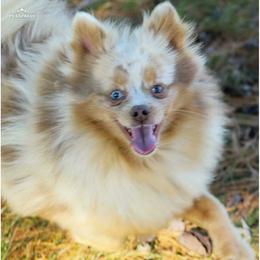 Willow - Pomeranian