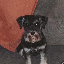 Maggie - Black and silver female Miniature Schnauzer puppy in Ohio from Swiney's Mini Schnauzers