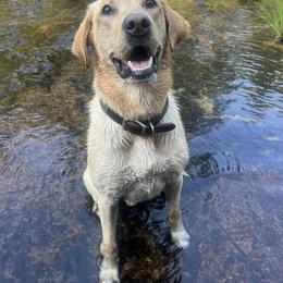 Colt - Labrador Retriever