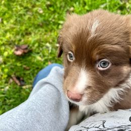 Australian Shepherd Puppies from Discovery Hill Australian Shepherds
