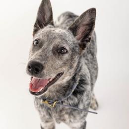 Australian Cattle Dogs and Cardigan Welsh Corgis from Shinra Cardigans and Teyvat ACDs
