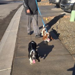 Basset Hound Puppies from Howlin Hounds