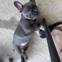 French Bulldog Puppies from Kristen Fifer